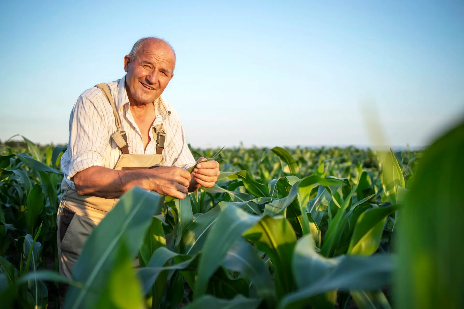 Agricultor idoso no campo de milho